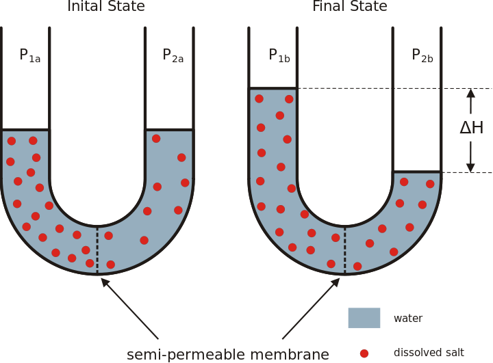 Difference Between Hydrostatic and Osmotic Pressure - 4