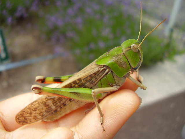 Main Difference - Locusts vs Cicadas