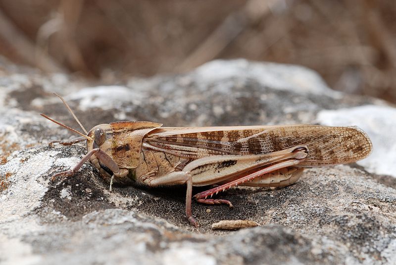 Difference Between Locusts and Cicadas_Figure 2