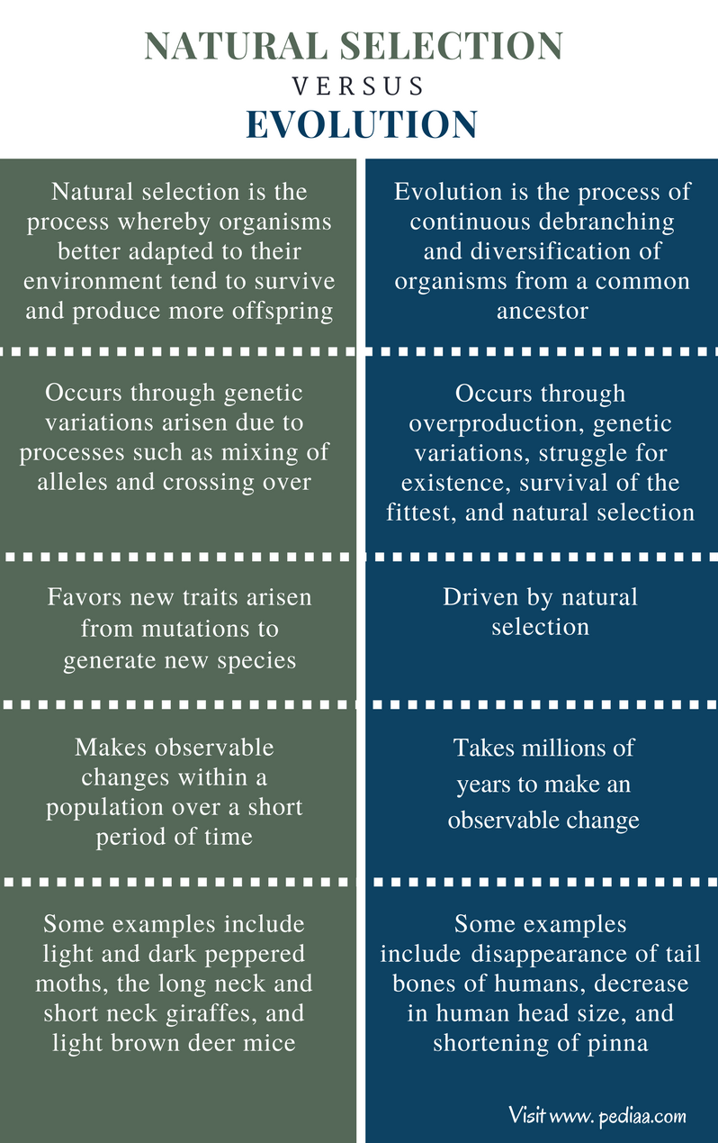 difference-between-natural-selection-and-evolution-definition