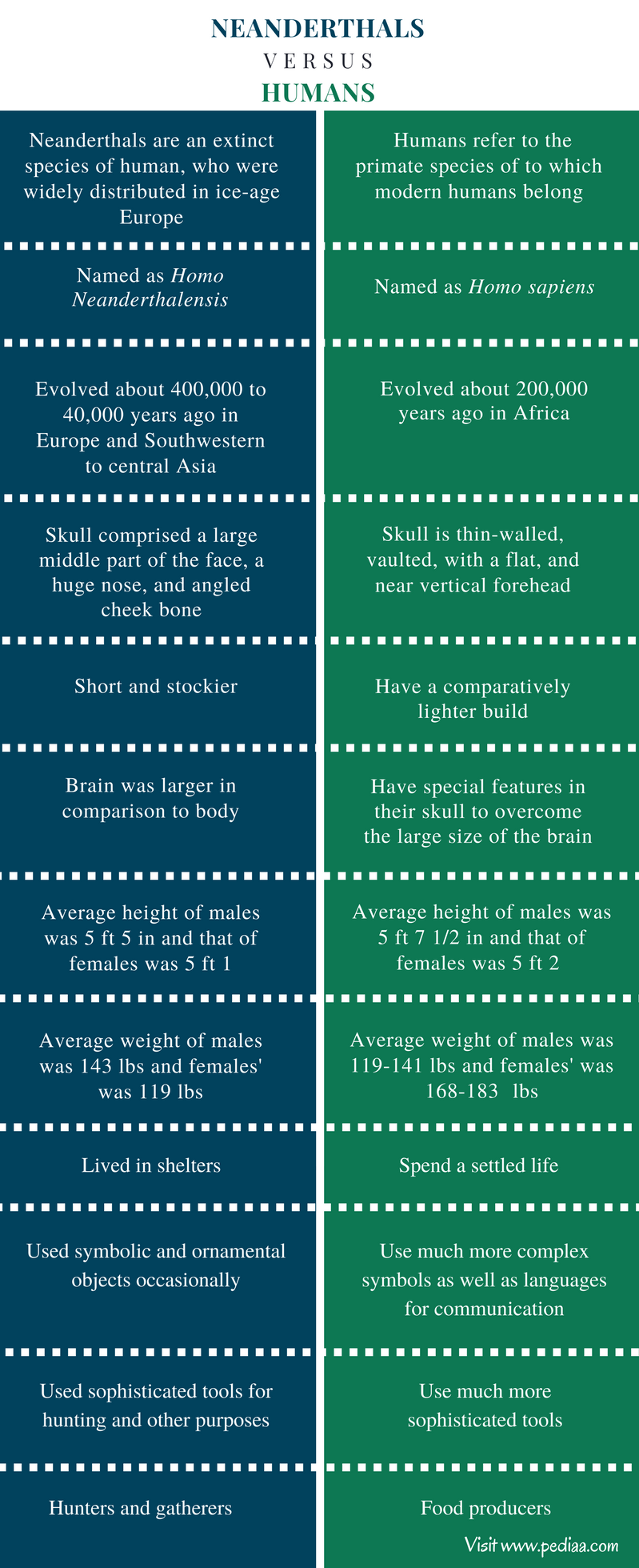 Difference Between Neanderthals and Humans | Definition