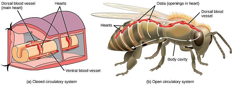 Difference Between Open And Closed Circulatory System Definition Pathway And Mechanism Similarities And Differences