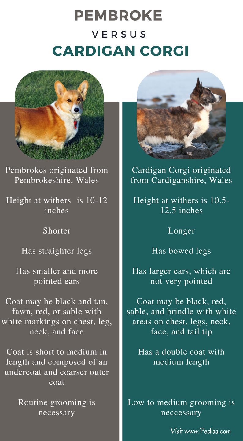 Difference Between Pembroke And Cardigan Corgi Facts Features Characteristics Behavior