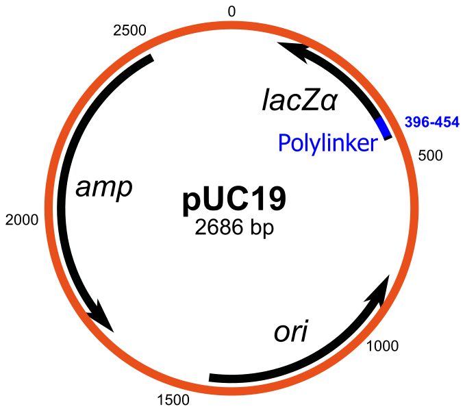 Main Difference - Plastid vs Plasmid