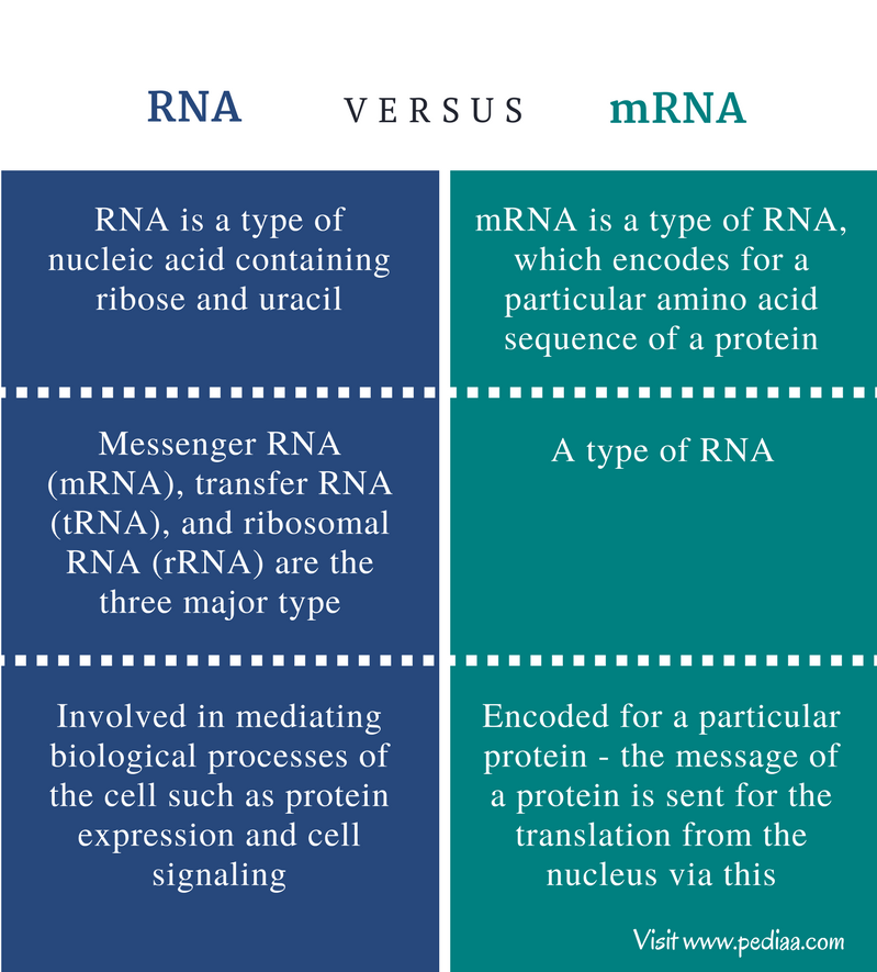 difference-between-rna-and-mrna-definition-types-function-differences