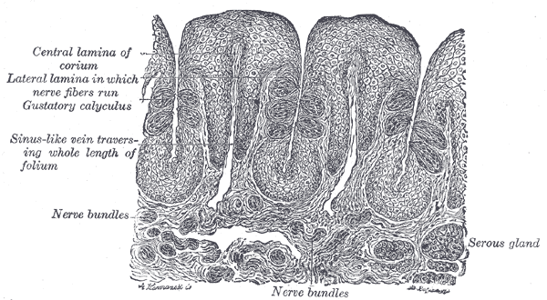 Difference Between Serous and Mucous