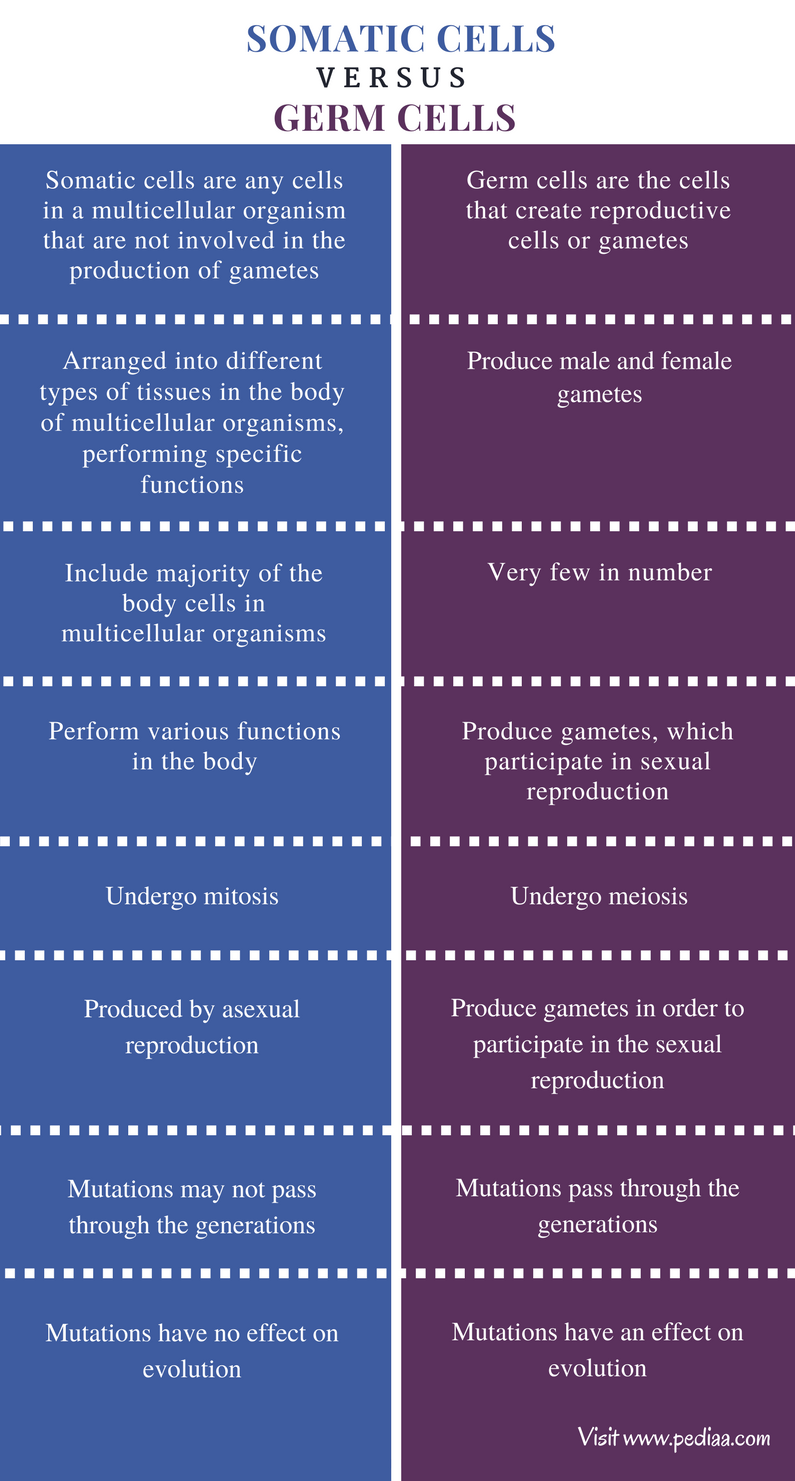 how-meiosis-occurs-in-germ-cells-and-human-life-cycle-biotechfront