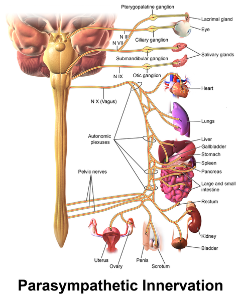 Main Difference - Sympathetic vs Parasympathetic Nervous System