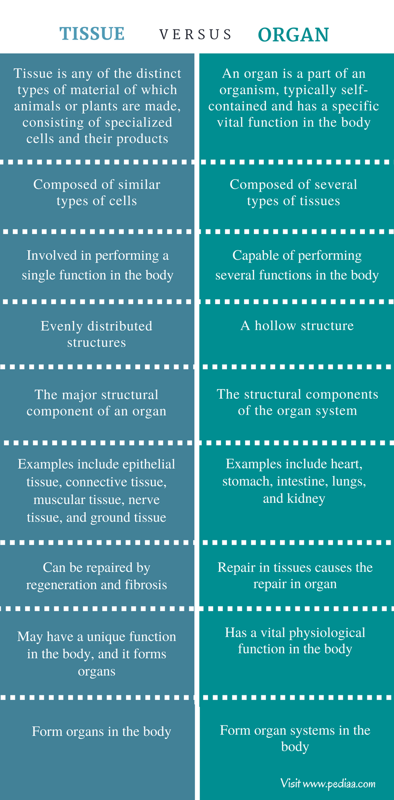 Difference Between Tissue and Organ | Definition, Types, Function
