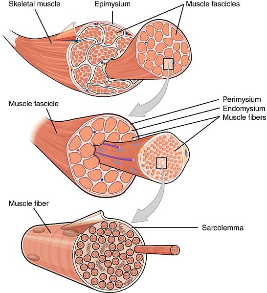 Why Do I Have Involuntary Muscle Movement