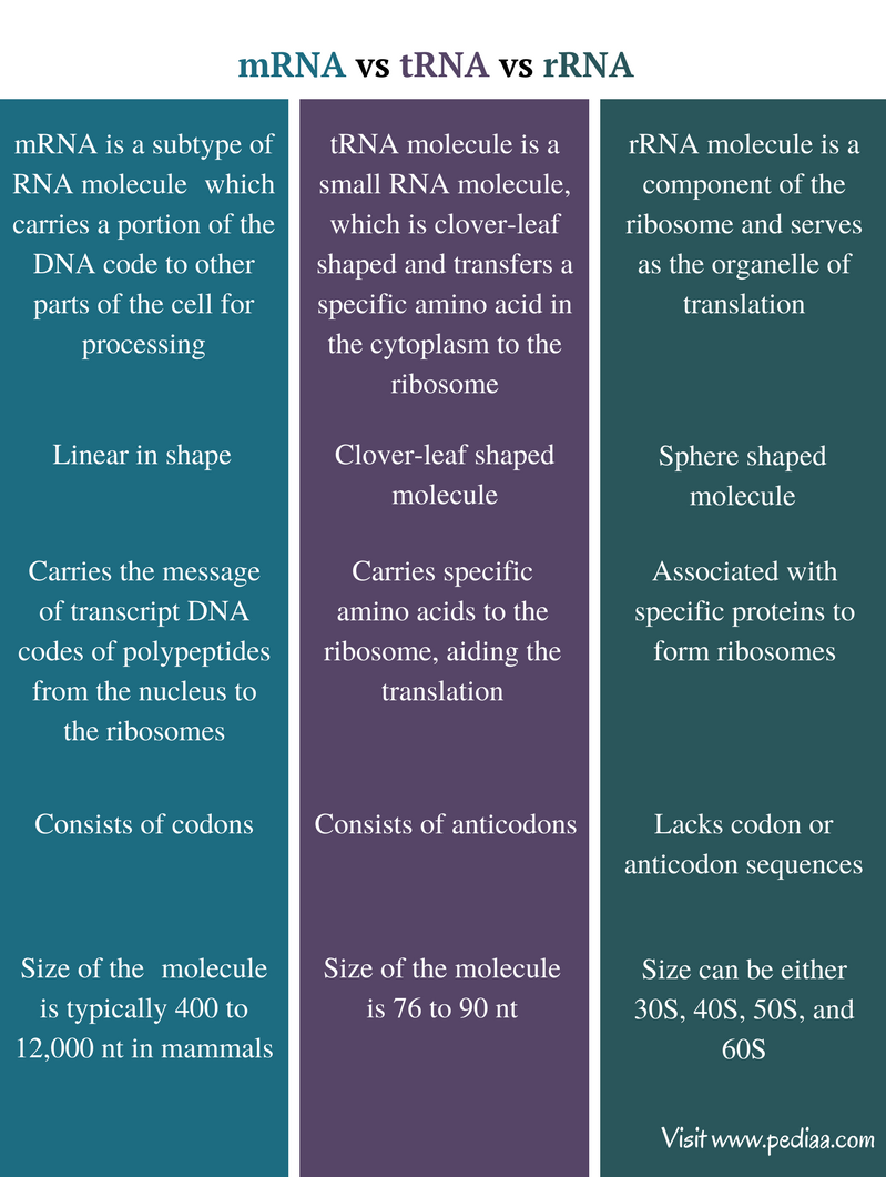 Similarities And Differences Between Mrna And Trna Chart