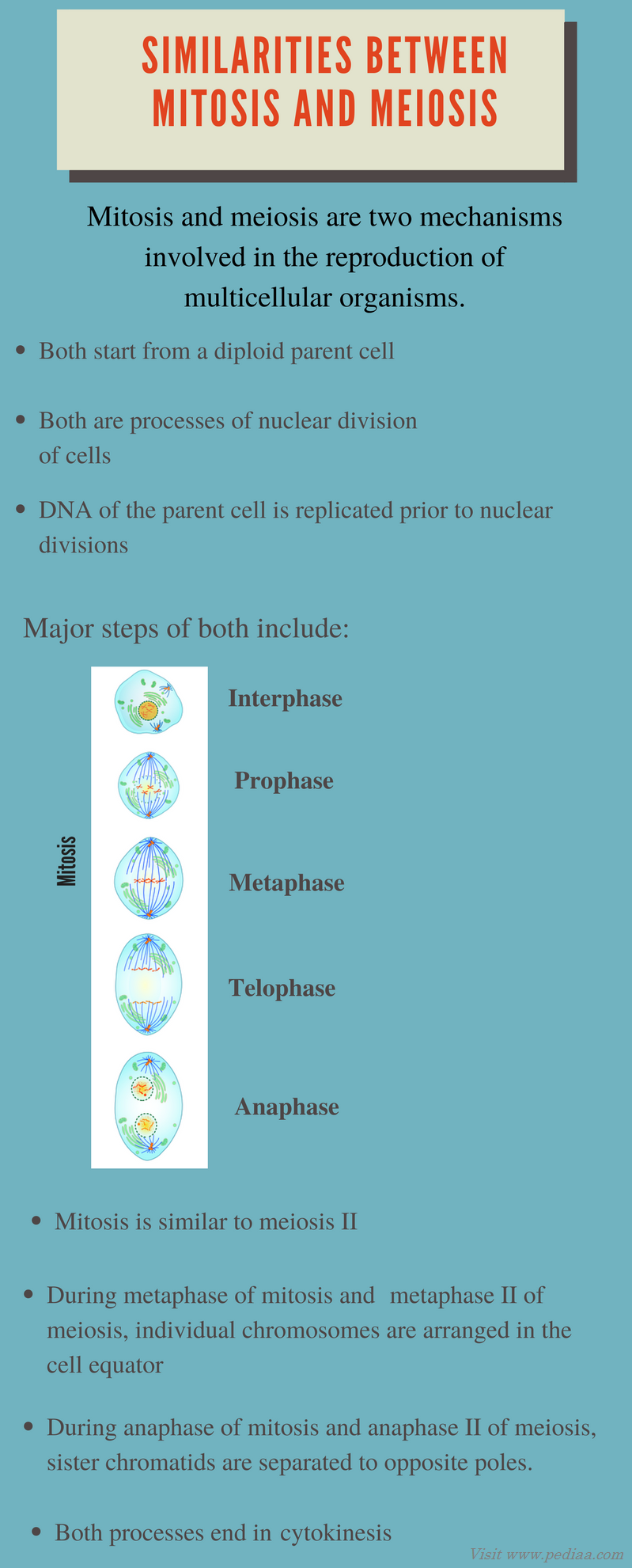 similarities-between-mitosis-and-meiosis-definition-stages-process