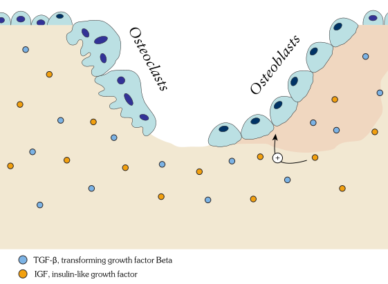 Difference Between Bone and Cartilage_Figure 2