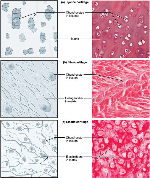 difference-between-bone-and-cartilage-definition-characteristics