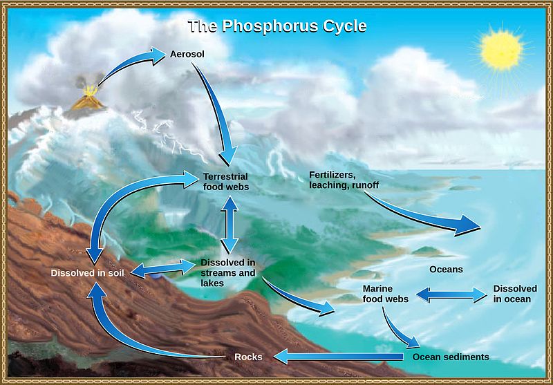 difference-between-carbon-and-phosphorus-cycle-definition-features