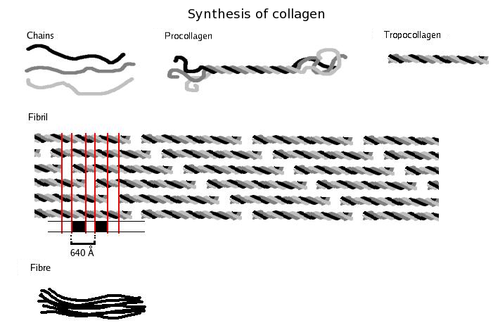  verschil tussen collageen en elastine 