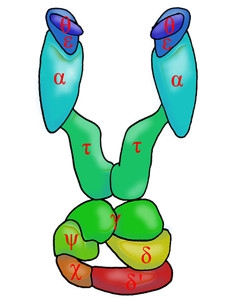 Difference Between DNA Polymerase 1 And 3 Definition Structure 