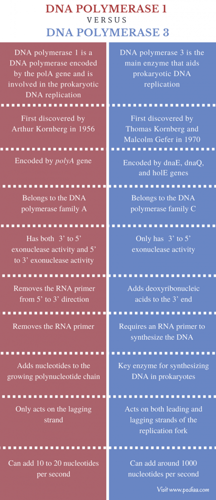 difference-between-dna-polymerase-1-and-3-definition-structure