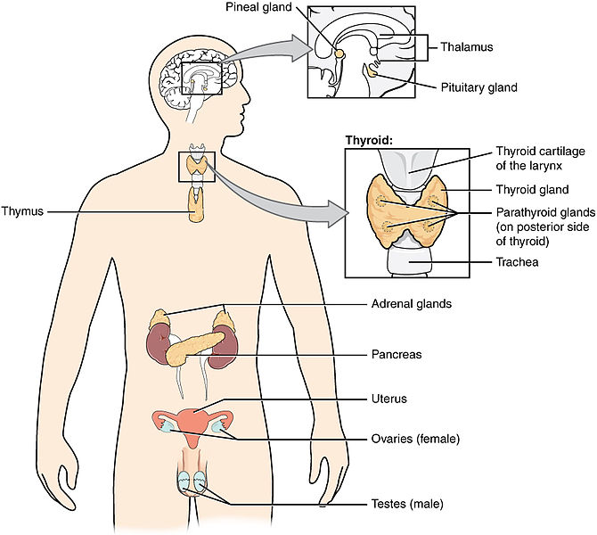 Difference Between Duct And Gland Definition Types Secretions 