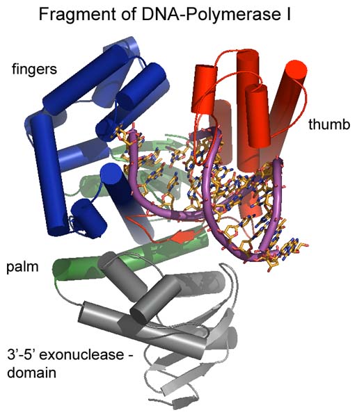 Main Difference - Endonuclease vs Exonuclease
