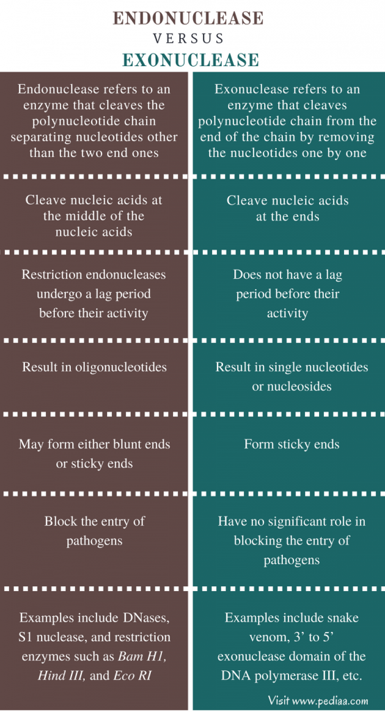 difference-between-endonuclease-and-exonuclease-definition