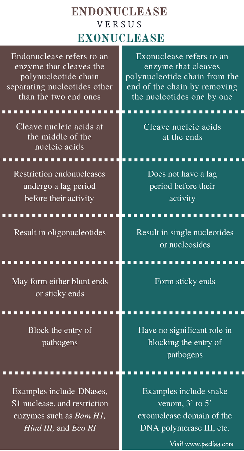 Difference Between Endonuclease And Exonuclease Definition