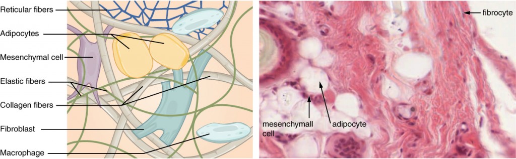 Difference Between Fibroblast and Fibrocyte