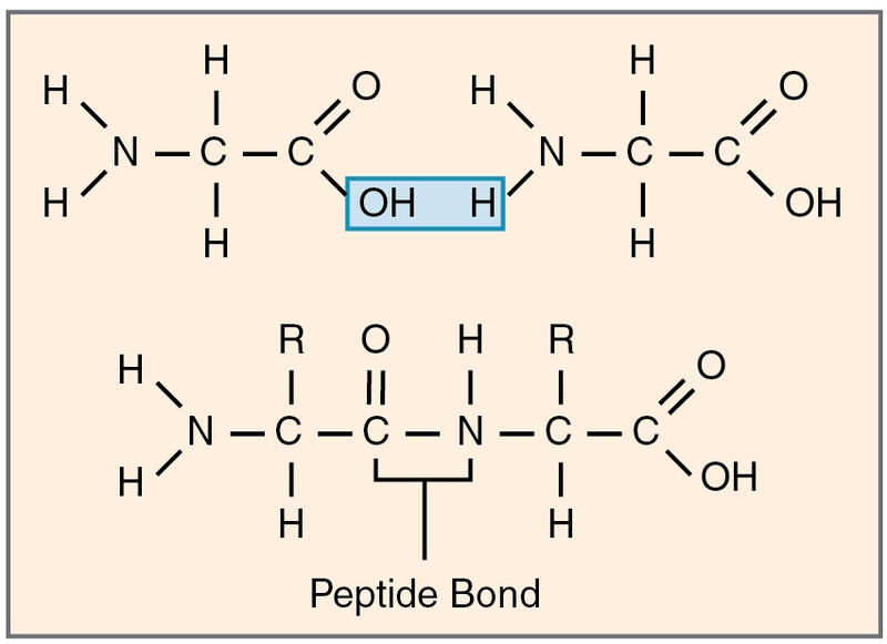 Difference Between Glycosidic Bond and Peptide Bond Definition