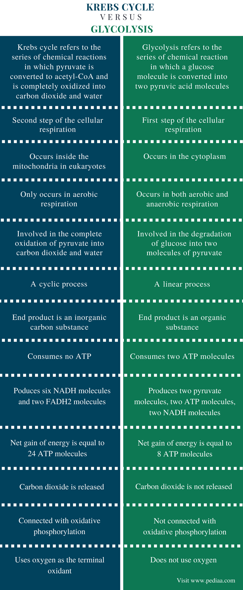 Difference Between Krebs Cycle And Glycolysis Definition 