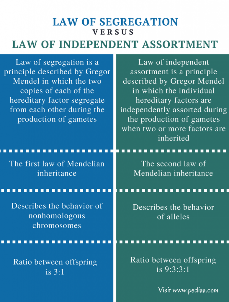 difference-between-law-of-segregation-and-law-of-independent-assortment