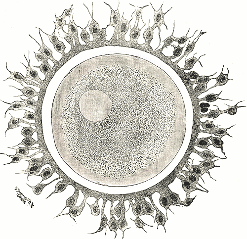 difference-between-male-and-female-gametes-definition-features-types