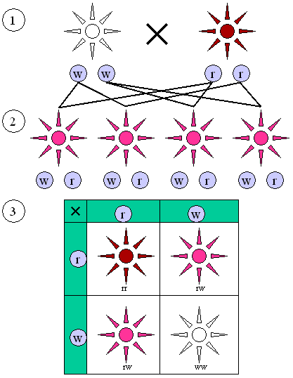 Mendelian And Non Mendelian Similarities