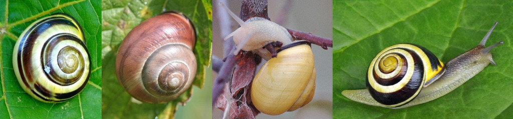 Difference Between Mutation and Polymorphism