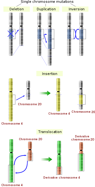 Difference Between Mutation and Variation