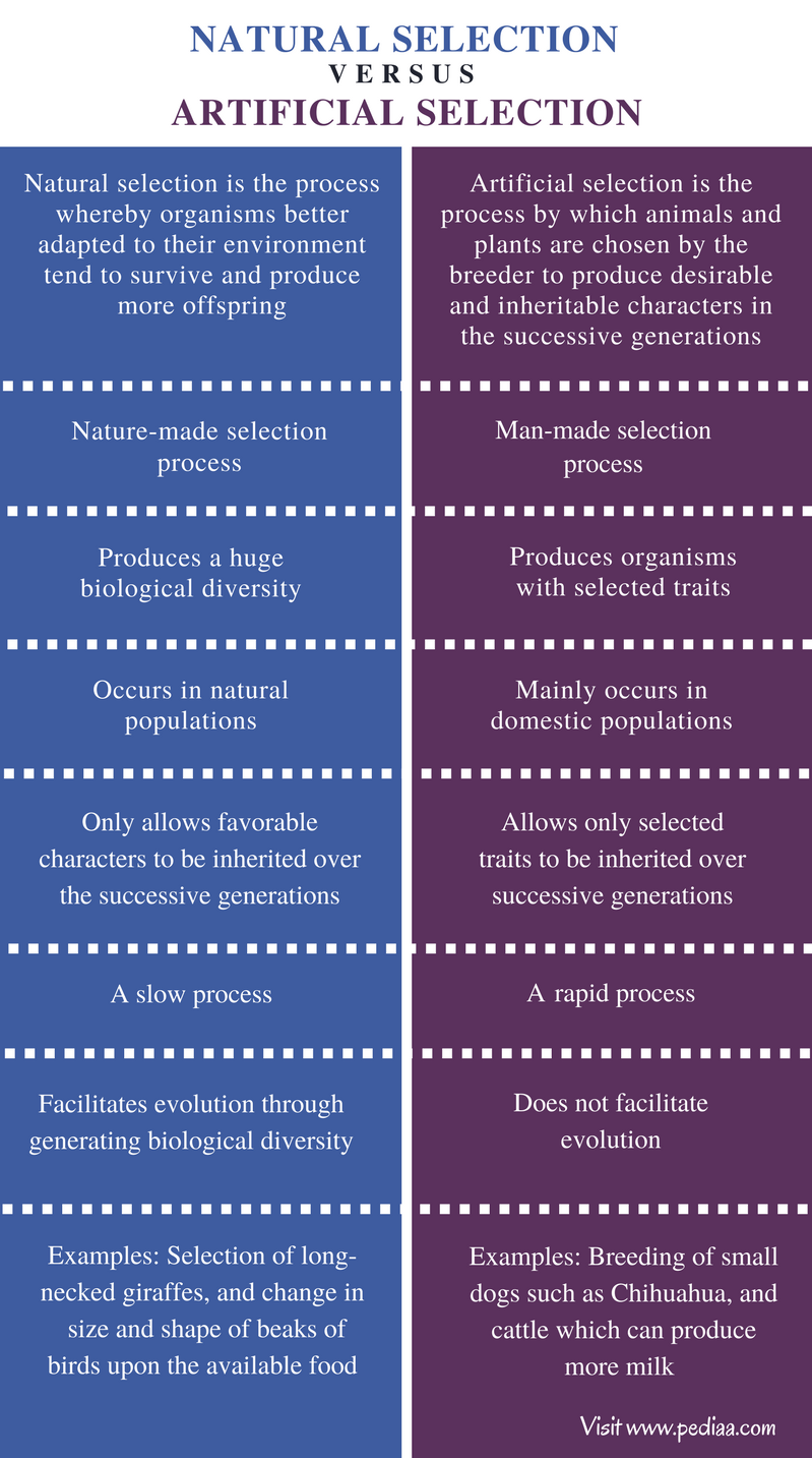 difference-between-natural-and-artificial-selection-definition