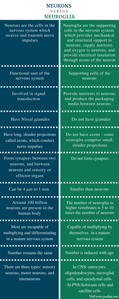 Difference Between Neurons and Neuroglia | Definition, Characteristics