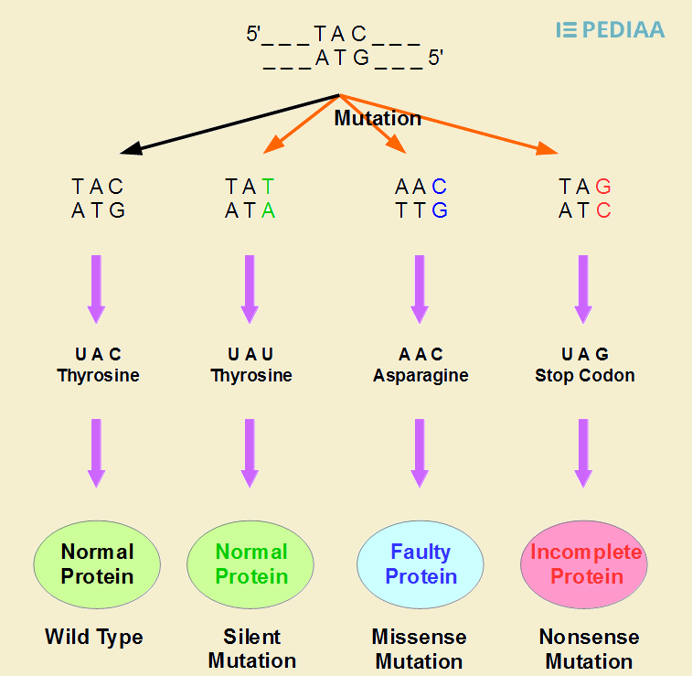 Difference Between Point Mutation And Frameshift Mutation Definition Types Features Diseases Caused