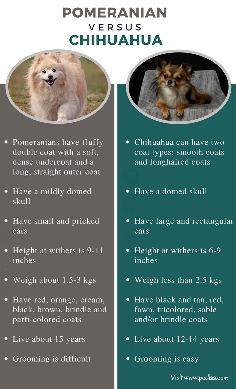 Difference Between Pomeranian And Chihuahua Pediaacom