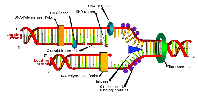 Main Difference - Prokaryotic vs Eukaryotic DNA Replication