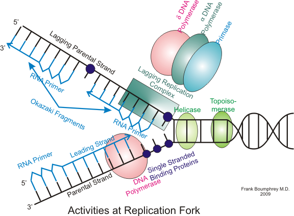 Difference Between Prokaryotic and Eukaryotic DNA Replication