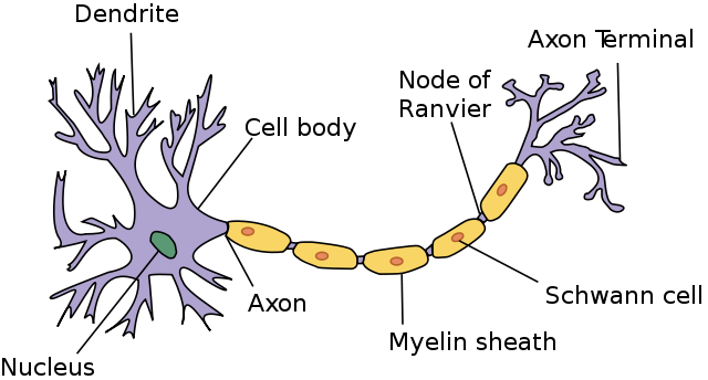 Main Difference - Schwann Cell vs Oligodendrocyte
