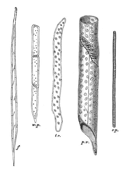 difference-between-simple-permanent-tissue-and-complex-permanent-tissue