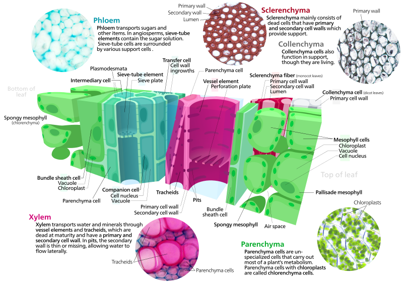 Main Difference - Simple Permanent Tissue vs Complex Permanent Tissue