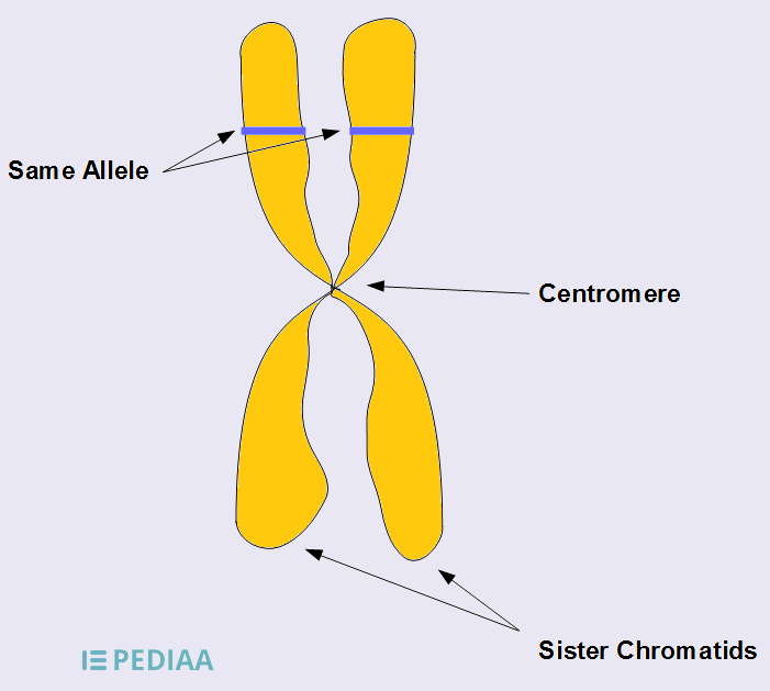 Define Sister Chromatids