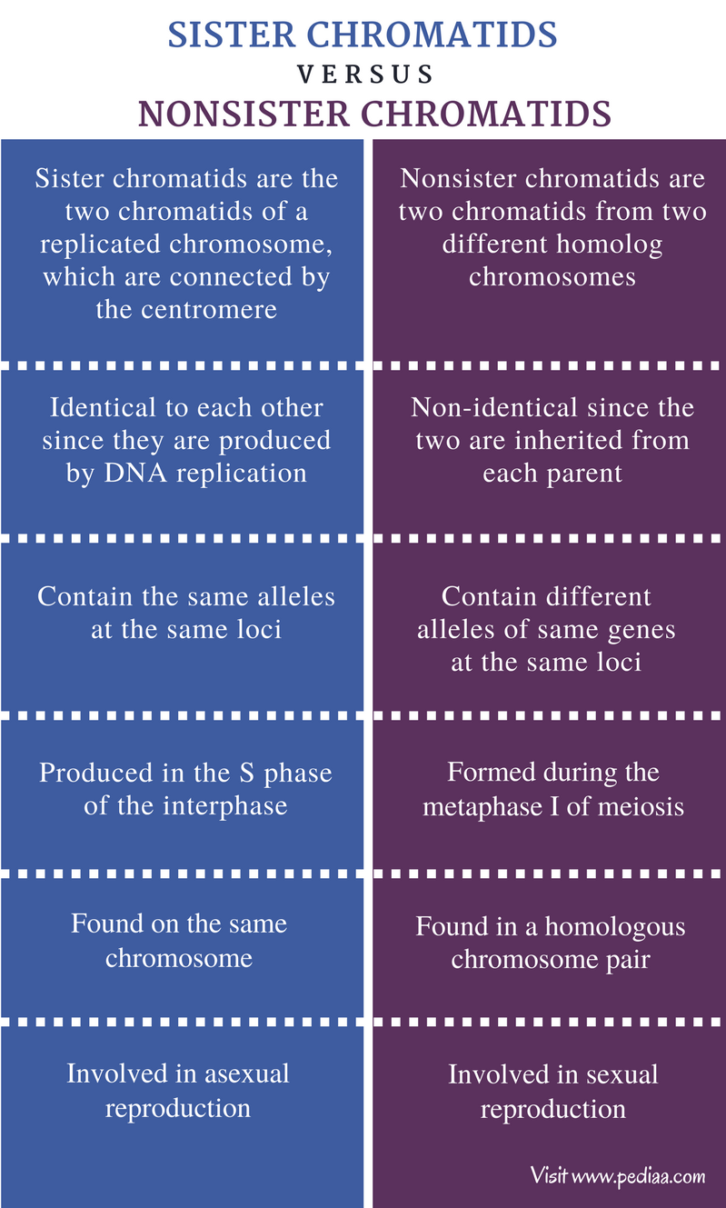 difference-between-chromosomes-and-chromatids-explained