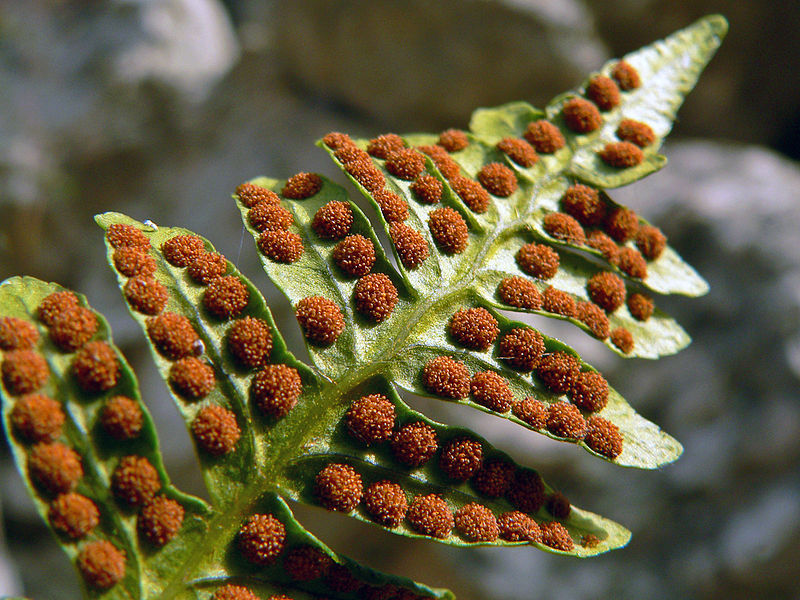 Main Difference - Spore vs Vegetative Cell