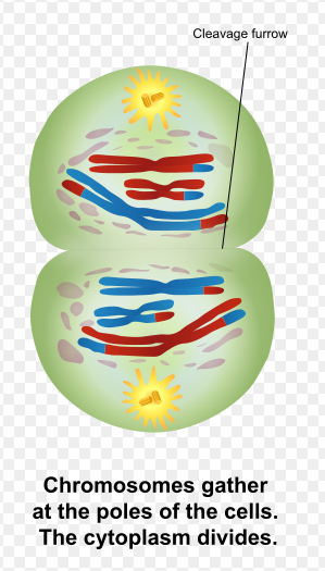 Main Difference - Telophase 1 vs 2