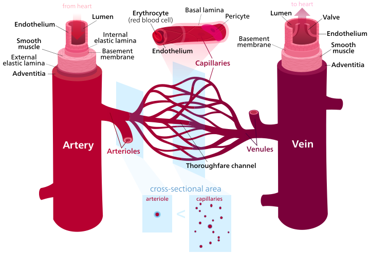 Difference Between Veins And Arteries Definition Features Function