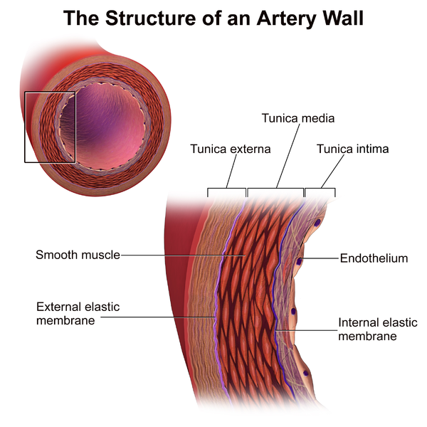 Difference Between Veins And Arteries Definition Features Function