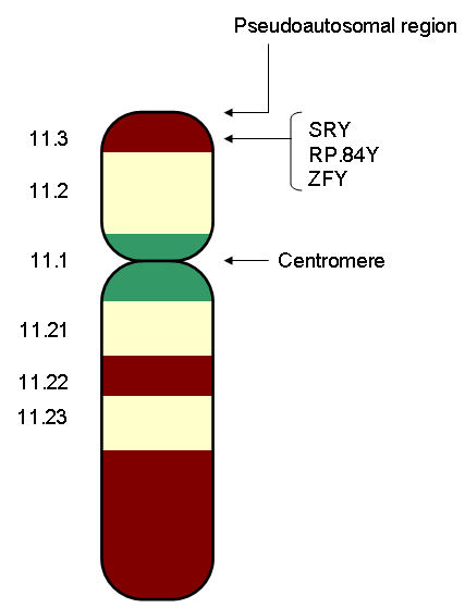 Difference Between X And Y Chromosome Definition Features Function 